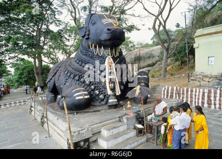 330 Jahre alt Nandi, Chamundeshware Tempel, Mysore, Karnataka, Indien Stockfoto