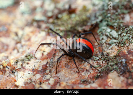 Australische Rote-zurück-Spider Stockfoto