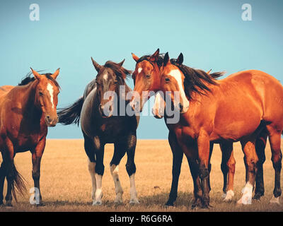 Pferde, die in der Steppe. Eine kleine Herde von Pferden in einem Feld Stockfoto