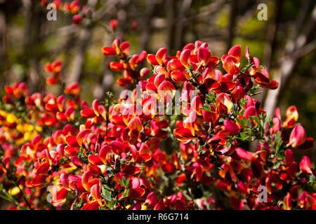 Rote und gelbe Scotch Broom in voller Blüte Stockfoto