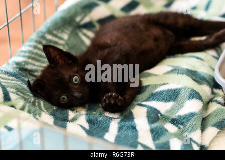 Eine kleine schwarze Katze liegend in einem Käfig. Stockfoto