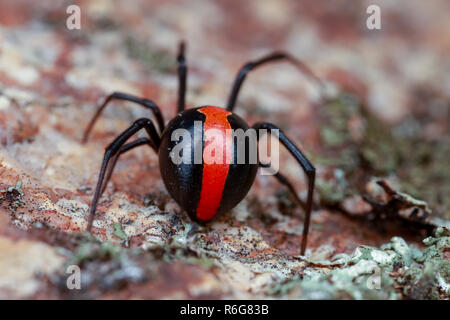 Australian red back Spider von hinten mit roten Streifen Stockfoto