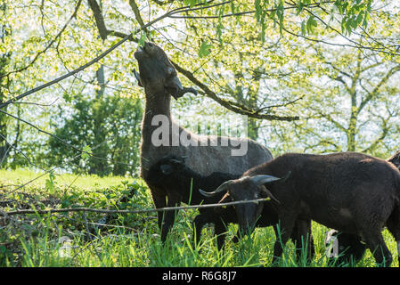 Welsh Mountain Schafe Braun Schwarz mit Hörnern auf Feld in Bayern Stockfoto