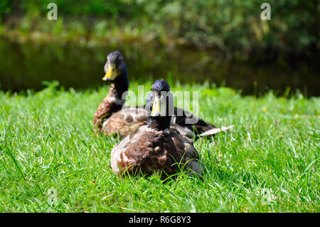 Zwei Enten auf dem Rasen Stockfoto