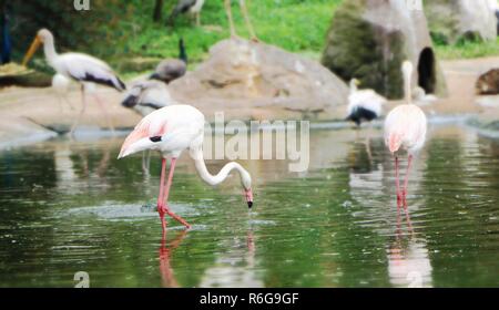 In einem Teich auf der Suche nach Nahrung Vogel Stockfoto