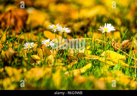 Gruppe von Gänseblümchen wachsen wie Frühling auf einem Rasen voller Laub im Herbst Stockfoto
