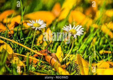 In der Nähe von zwei Gänseblümchen wachsen wie Frühling auf einem Rasen voller Laub im Herbst Stockfoto