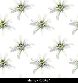 Edelweiss Blumen isoliert. Aquarell nahtlose Muster Abbildung Stockfoto