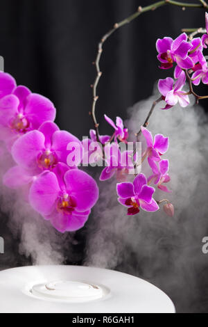 Wasserdampf aus Luftbefeuchter und Orchideenblüten auf dem Hintergrund Stockfoto