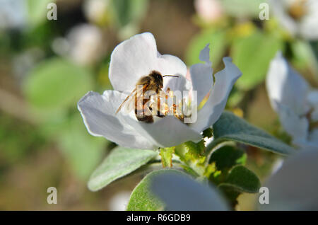 Biene sammelt Nektar von Apple Blossom Stockfoto