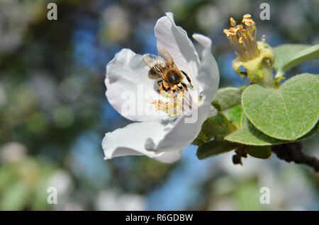 Biene auf Apple Blütenstand Stockfoto