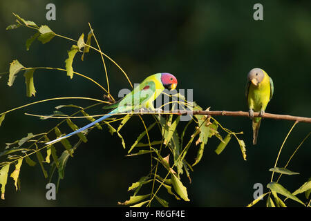 Pflaumenkopfsittich (Psittacula cyanocephala) Stockfoto