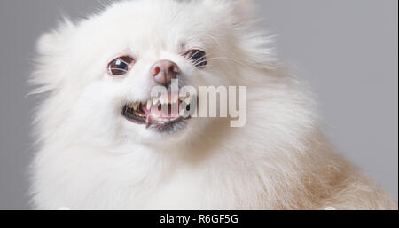 Pomeranian Hund bellen Stockfoto