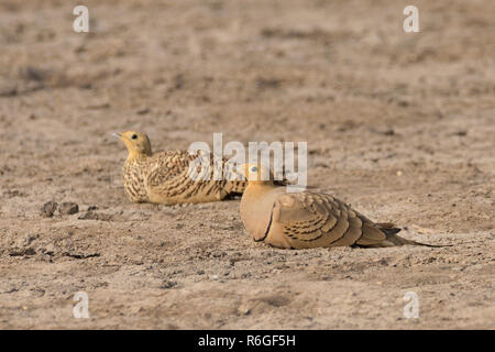 Kastanienbäuche Sandgrouse Pterocles Exsudus Stockfoto