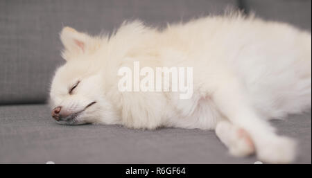 Cute pomeranian Hund schläft auf dem Sofa Stockfoto