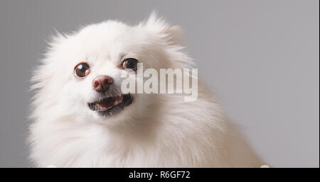 Pomeranian Hund wütend Stockfoto