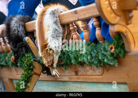 Rotfuchs Pelz mit Trauerschnäpper schöne Haare Stockfoto