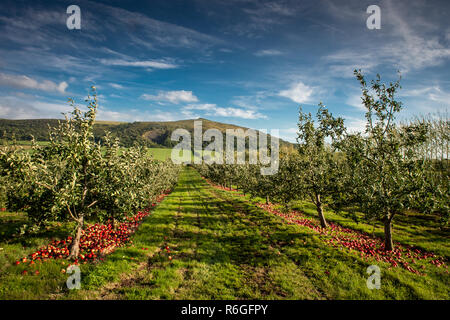 Apfelbäume, Somerset in Apfelwein Obstgarten mit Crooks Peak im Hintergrund, Sept. erschüttert Stockfoto