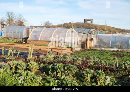 Schrebergarten im Winter mit penshaw Monument im Hintergrund, Sunderland, England, Großbritannien Stockfoto