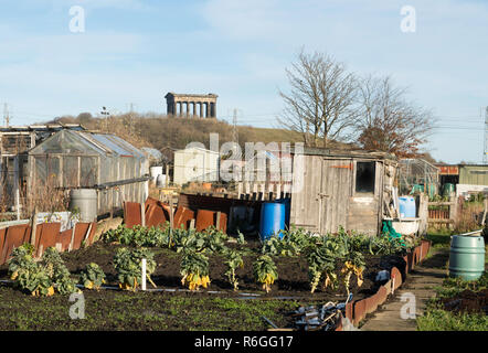 Schrebergarten im Winter mit penshaw Monument im Hintergrund, Sunderland, England, Großbritannien Stockfoto