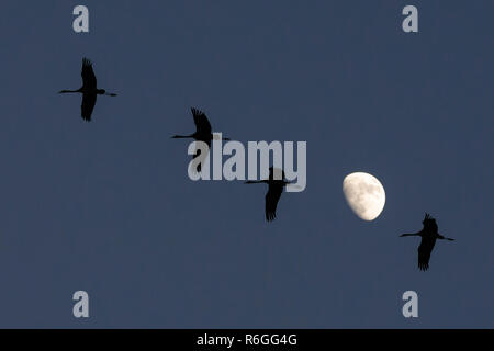 Kranichen (Grus Grus) im Formationsflug mit Mond im Hintergrund Stockfoto