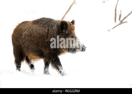 Wildschwein im winter Stockfoto