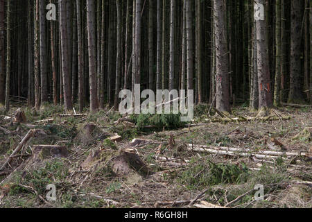 Klar fiel in eine kommerzielle Forstwirtschaft und Holzeinschlag in Gwydir Wald, Snowdonia National Park, Wales Stockfoto