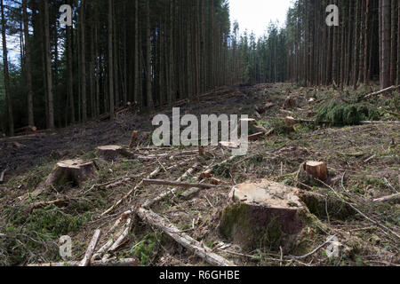 Klar fiel in eine kommerzielle Forstwirtschaft und Holzeinschlag in Gwydir Wald, Snowdonia National Park, Wales Stockfoto