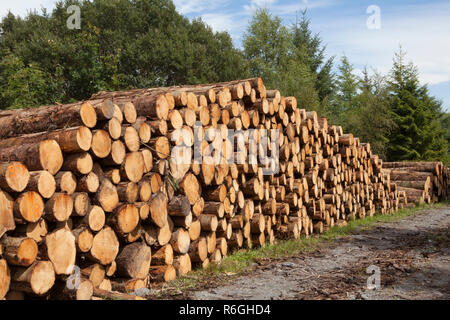 Nadelholz logs in eine kommerzielle Forstwirtschaft angehäuft abgestuft und Protokollierung in Gwydir Wald, Snowdonia National Park, Wales Stockfoto