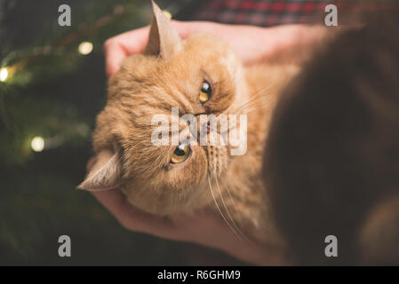 Wütende Katze auf Händen. Holding flauschige exotische Katze auf Händen in der Nähe der Weihnachtsbaum. Cat ist wütend und unzufrieden Stockfoto