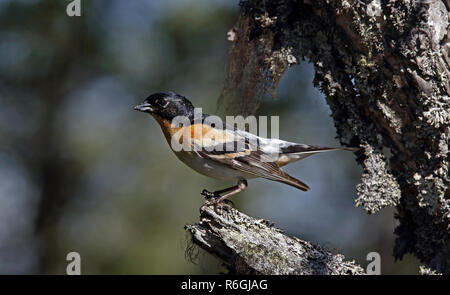 Brambling, Männchen im Zuchtgefieder Stockfoto