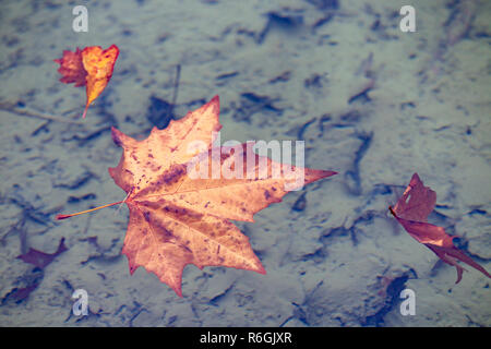 Ein toter, Sycamore, Acer pseudoplatarus (aceraceae) Blatt schwimmend auf dem See zum Bootfahren in Abington Park, Northampton. UK. Stockfoto