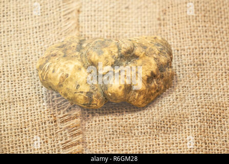 Große, weiße Trüffel liegen auf einem Jute Sack Stockfoto