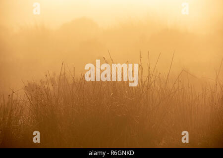 Misty Sonnenaufgang morgen in Baslow Kante im Peak District, Derbyshire England Großbritannien Stockfoto