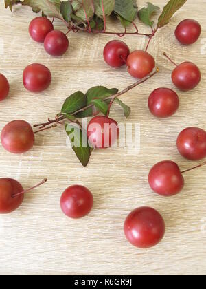 Zweig mit roten Pflaumen und Blätter Stockfoto