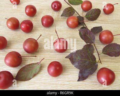 Zweig mit roten Pflaumen und Blätter Stockfoto