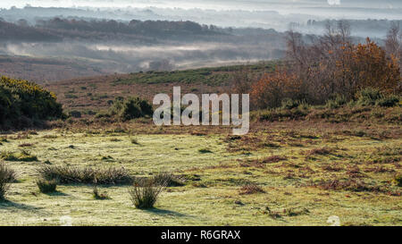 Misty Morning im Ashdown Forest Stockfoto