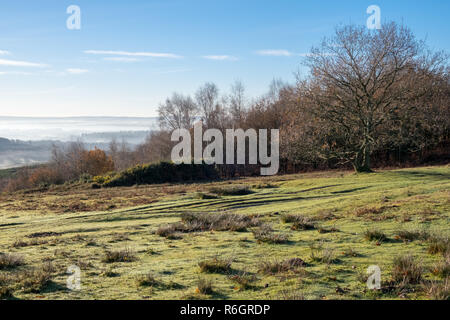 Misty Morning im Ashdown Forest Stockfoto