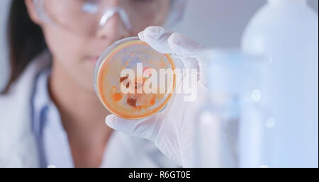 Wissenschaftler Beobachtung über Petrischale im Labor Stockfoto