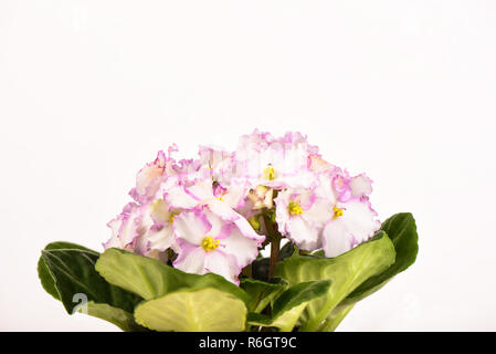 Pale Pink Saintpaulien Blumen auf weißem Hintergrund Stockfoto