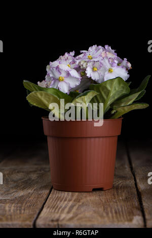 Saintpaulien Blumen, in einem Blumentopf auf einem Holztisch Stockfoto