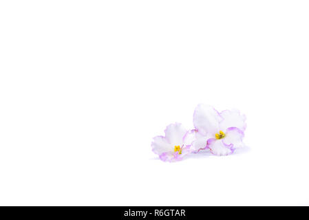 Zwei Blumen von saintpaulien auf weißem Hintergrund Stockfoto