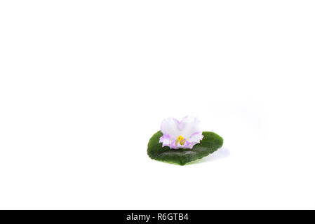 Blume und Blatt von saintpaulien auf weißem Hintergrund Stockfoto