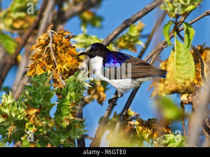 Die westlichen Violet-Backed Sunbird ist ein saisonales Besucher der riverine Waldland des Ruaha als kürzere gerader Schnabel für ein Sunbird Mittel es bedarf Stockfoto