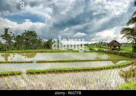 Die berühmten Balinesischen Reisterrassen bei Jatiluwih Stockfoto