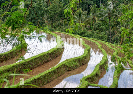 Die berühmten Balinesischen Reisterrassen bei Jatiluwih Stockfoto