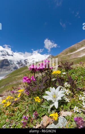 Edelweiss (Leontopodium nivale/Leontopodium alpinum) in Blume am Berghang, Nationalpark Hohe Tauern, Österreich, Kärnten, Österreich Stockfoto