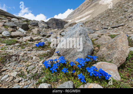 Bayerische Enzian (Gentiana Bavarica) in Blume am Berghang, Nationalpark Hohe Tauern, Österreich, Kärnten, Österreich Stockfoto