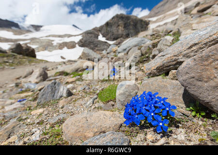 Bayerische Enzian (Gentiana Bavarica) in Blume am Berghang, Nationalpark Hohe Tauern, Österreich, Kärnten, Österreich Stockfoto