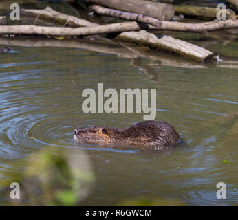 Schwimmen Biber in einem deutschen Zoo Stockfoto